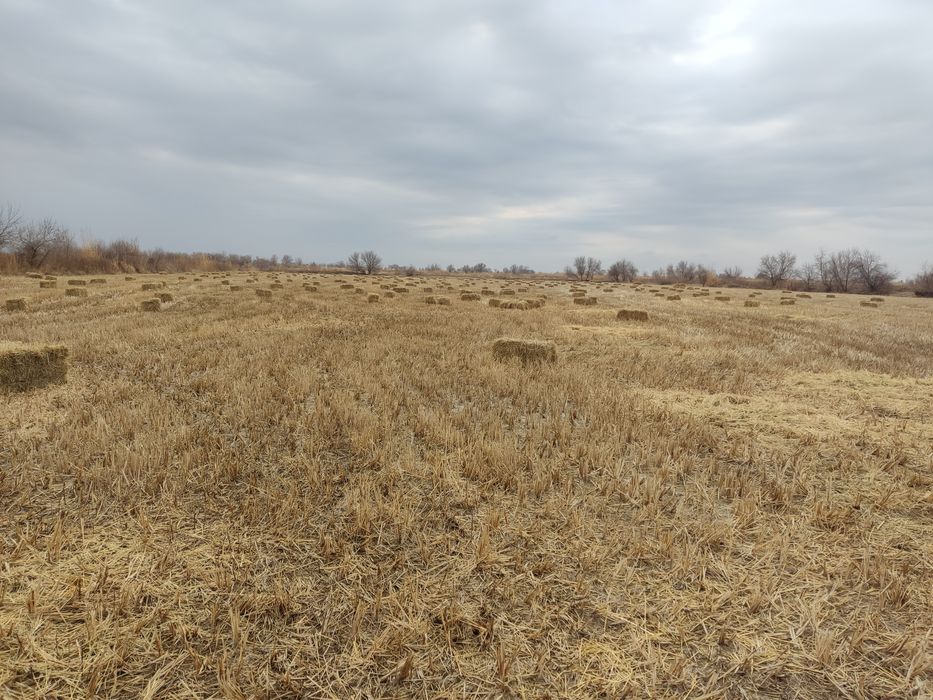 Sholi somon sotiladi