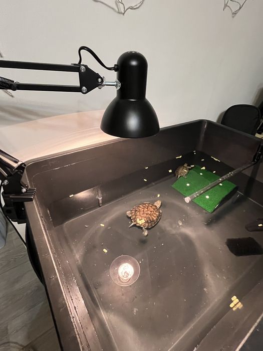 Красноухие черепахи