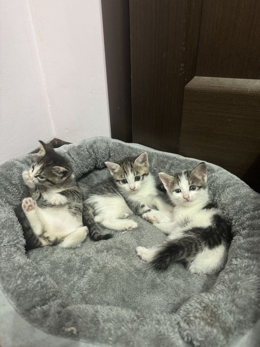Отдам котят в добрые руки