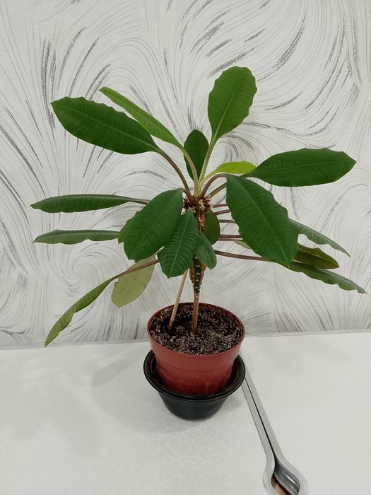 Комнатное растение