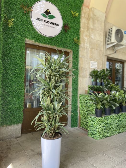 Уход за комнатными растениями с гарантией