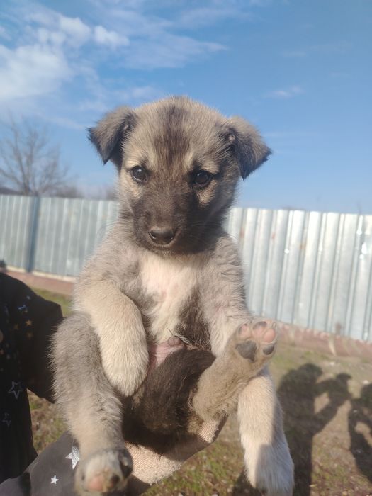 Catelusi spre adopție