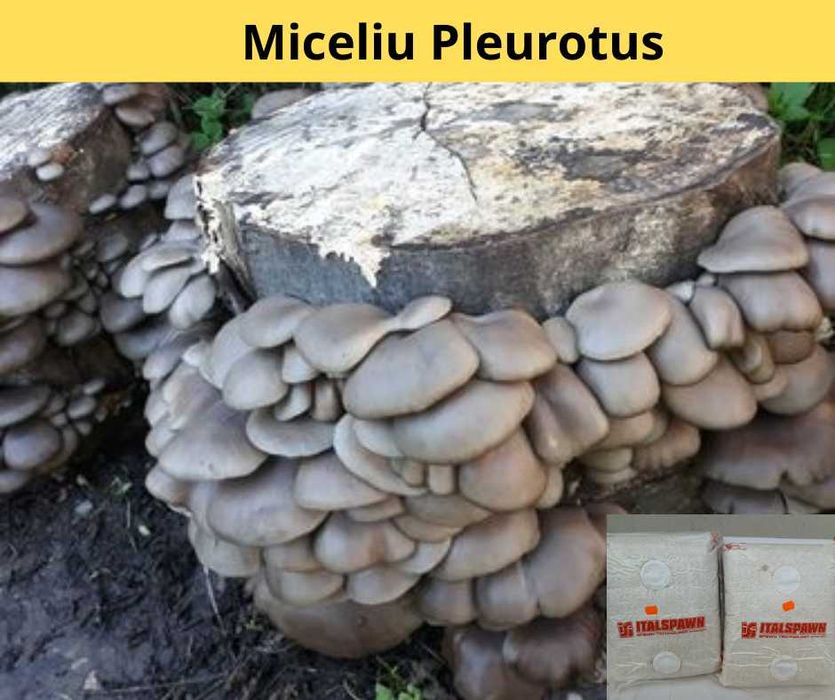 Miceliul de calitate superioară pt. Pleurotus de la Italspawn!