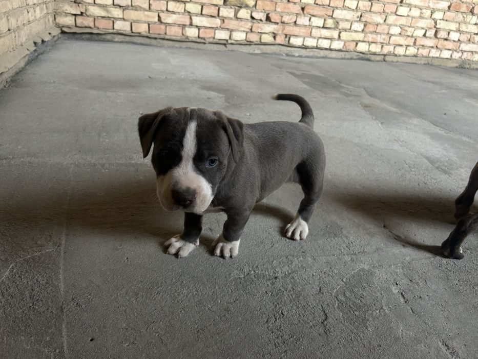Продам щенка кубинского питбуля