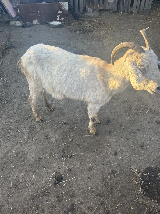 Vand 2 capre si 1 tap