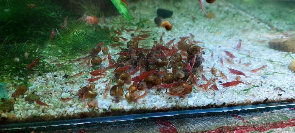 Криветки вишня не прихатливая