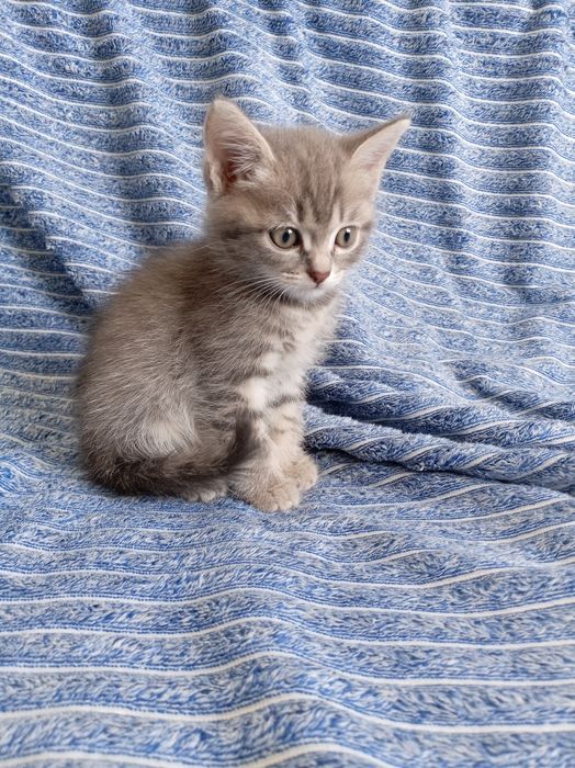 бесплатно котята