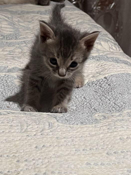 Отдам котят девочек