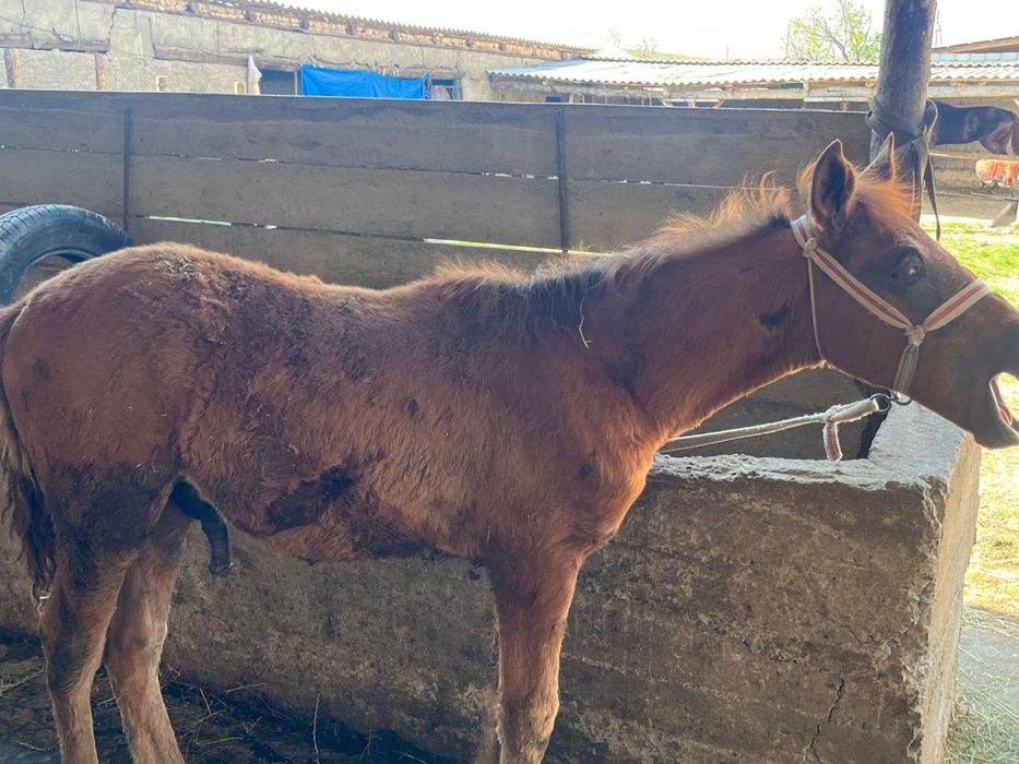 Сауынды бие құлынымен қыста туған