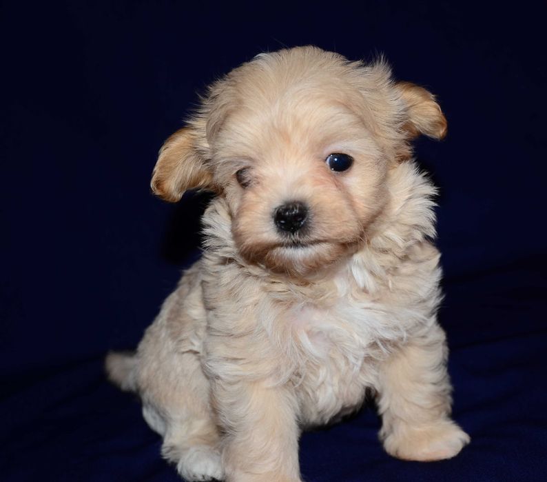 Шикарные щенки Мальтипу F1 (Maltipoo) ! Мини  !
