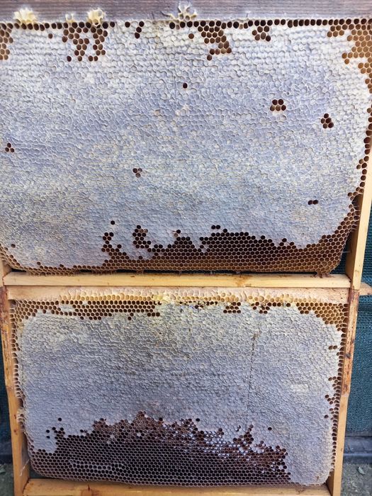 Faguri cu miere naturala capaciti 2025.