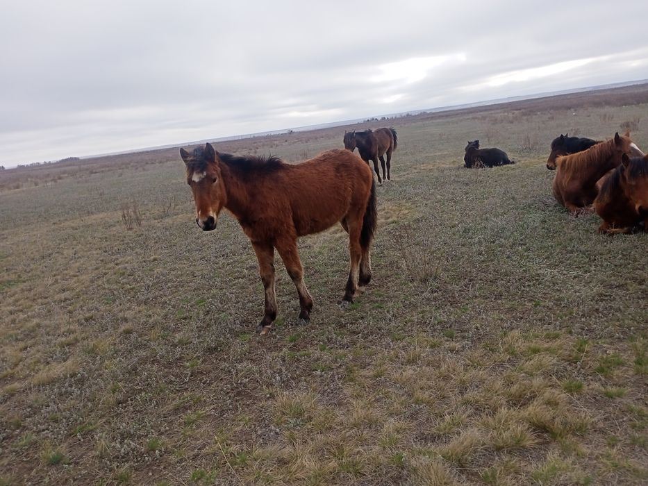 Продам жеребята кабылка.