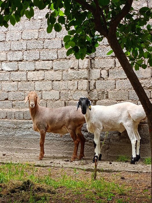 Zotli Arashan qoʻylari  5milliyondan