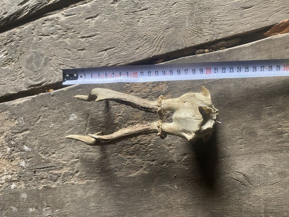 Coarne caprior 20 cm