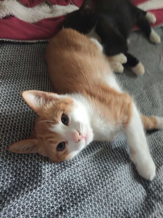Котета, мъжки с хигиенни навици.