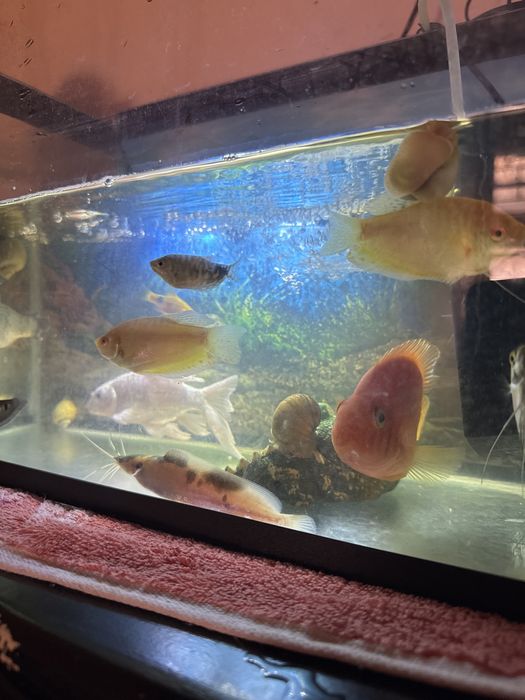 Akvarium baliqlari so