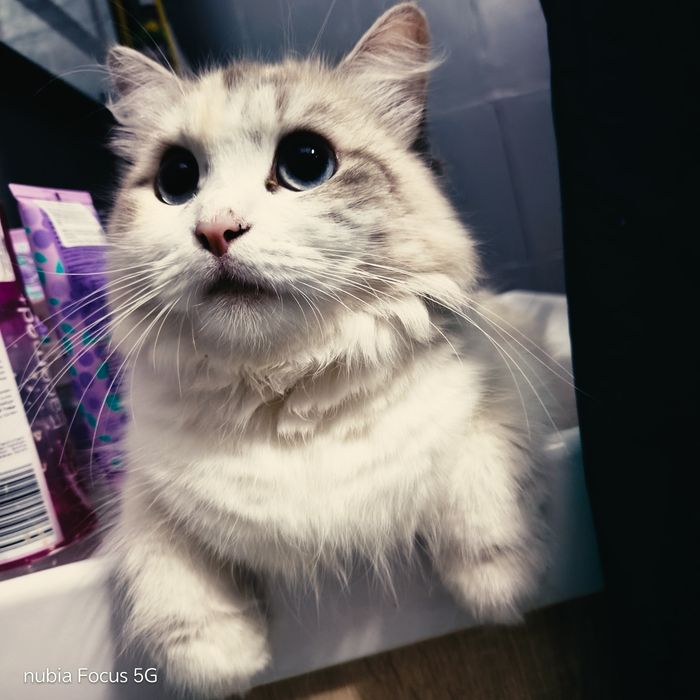 Кошка породистая