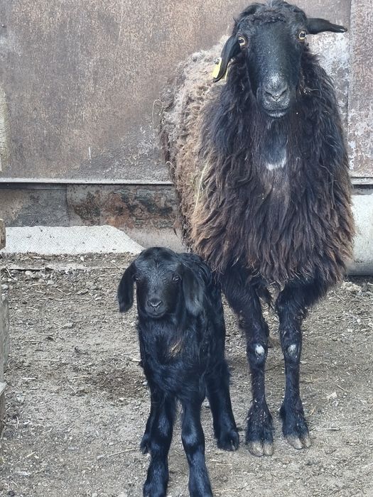 Продам баранух с ягнятами