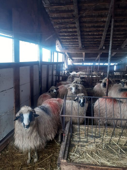 Vând 9 oi bretele și bucalai