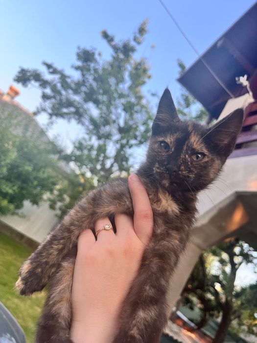 Spre adopție responsabilă