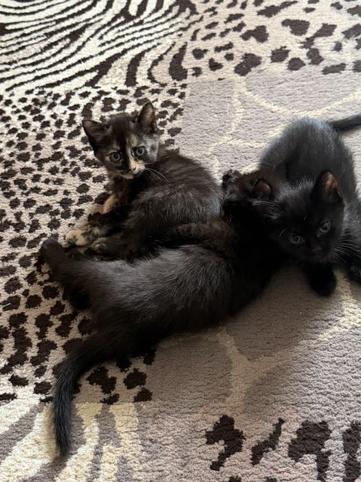 Отдам котят в хорошие руки