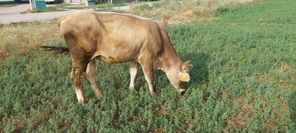 Ерлан.Ерлан.Ерлан