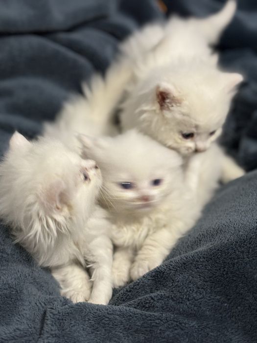 Персийски котенца