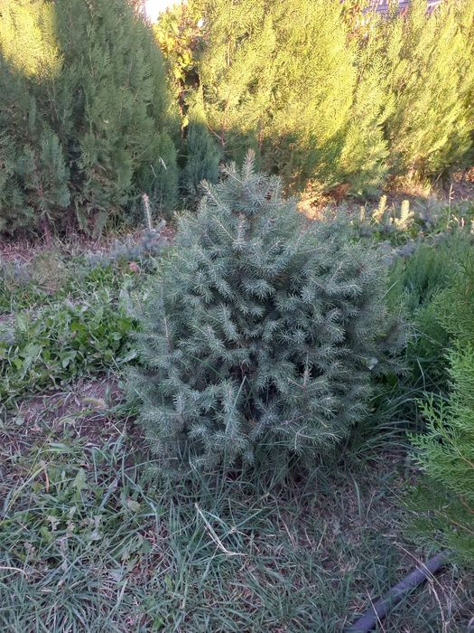 продам саженцы хвойных