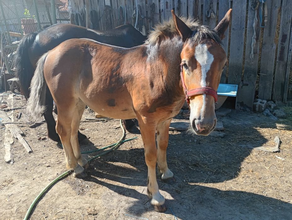 Vând mânză de 2 ani sau de 6 luni