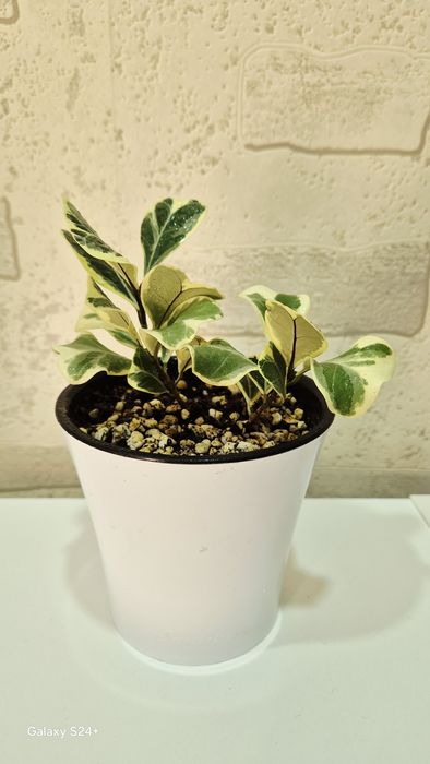 Фикус Триангулярис Вайт Марджин