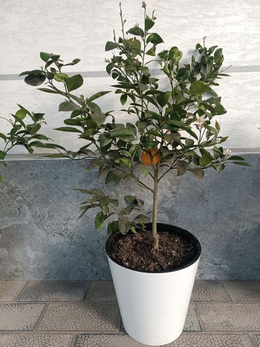 апилсин,мандарин лимон