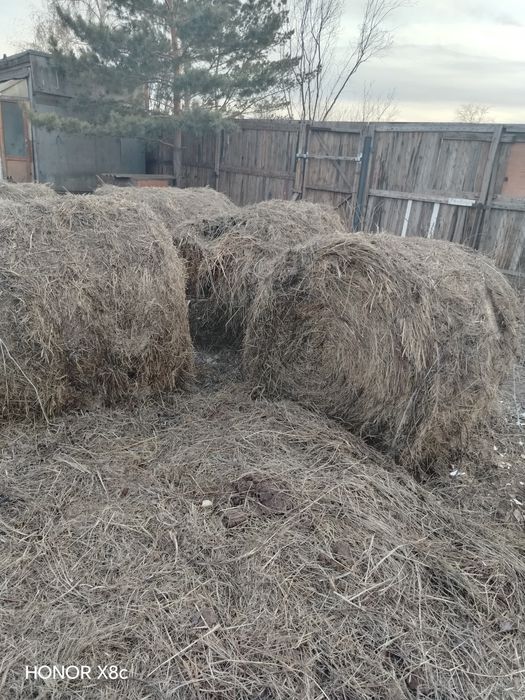 Продам сено луговое.