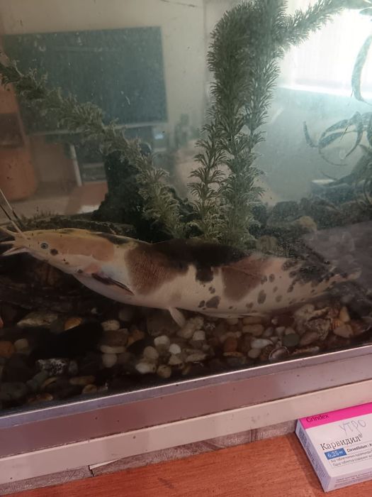 Продам Сом Клариус тигровый