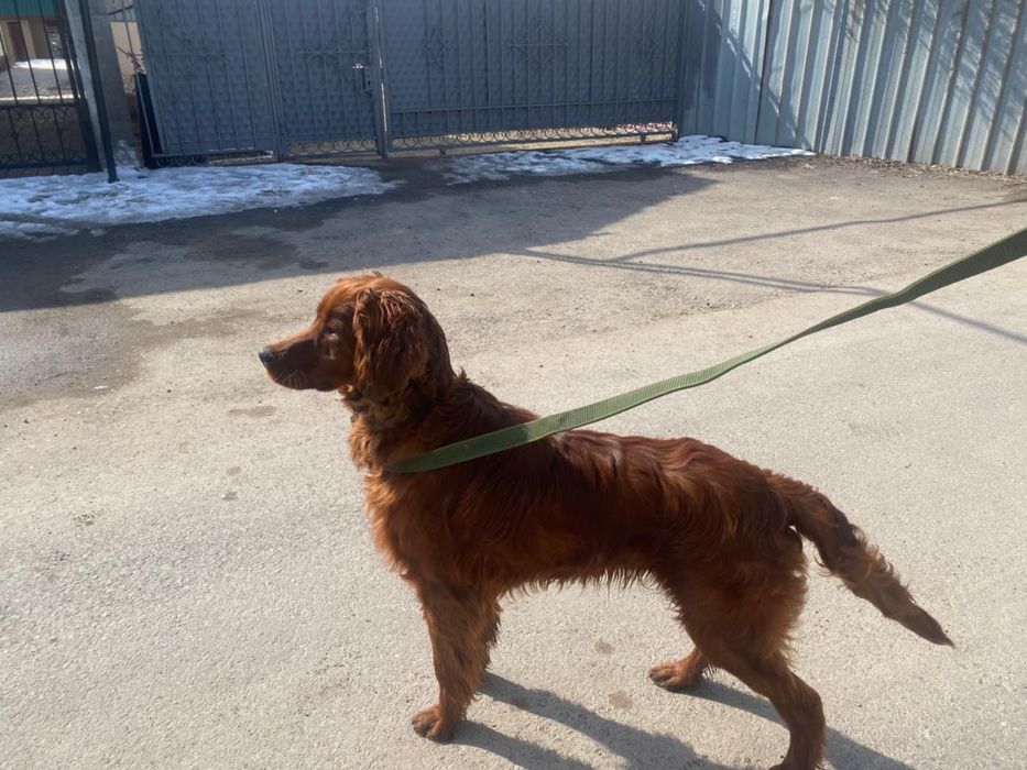 Сабака продается