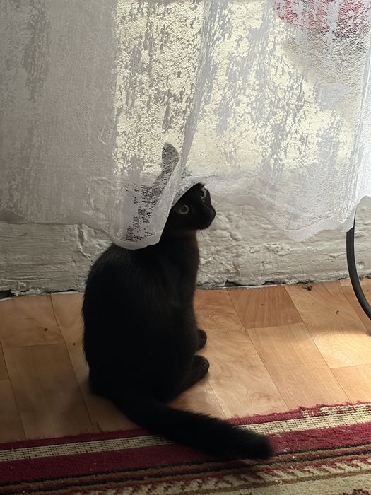 Отдаю котенка в добрые руки!