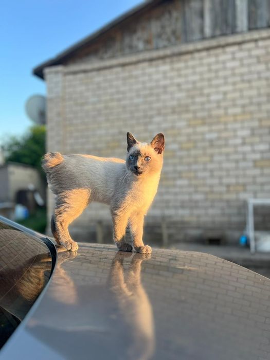 Отдаём в хорошие руки молодого котика.