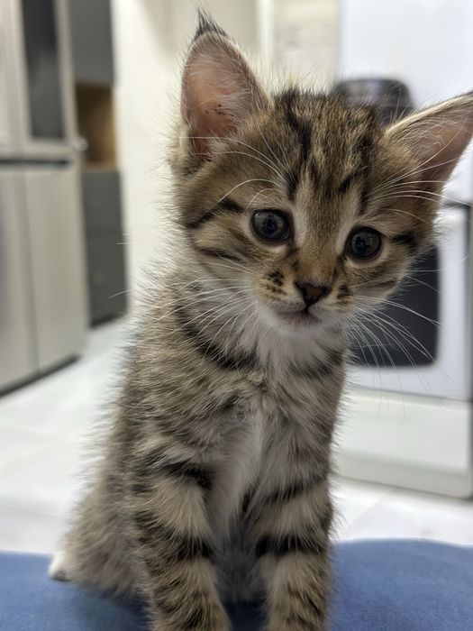 Котенок красивый