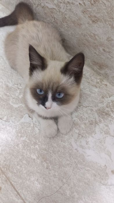 Ogzaki jinsiy aloqa boyicha qollanma (kunnilingus videosi)