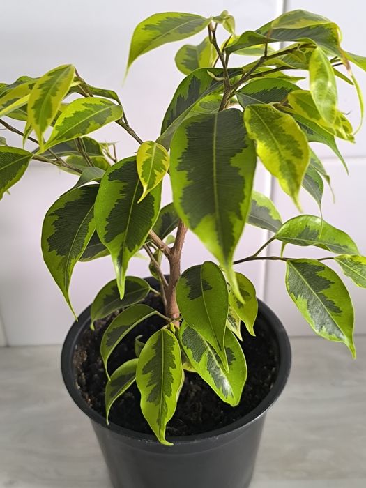 Фикус Бенджаминова