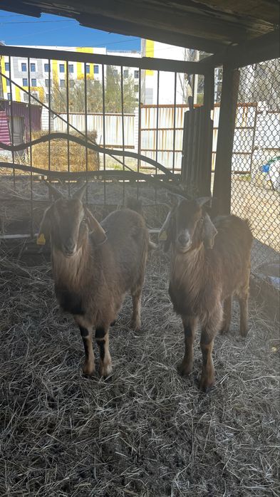 Ешкы сатылады!!!