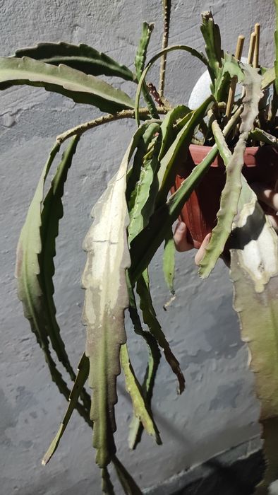 Эпифиллум красный