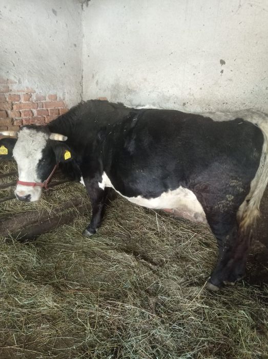 Vaci gestante de vanzare