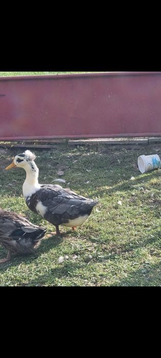 Vând 2 rățoi motati si 1 rățoi alergator