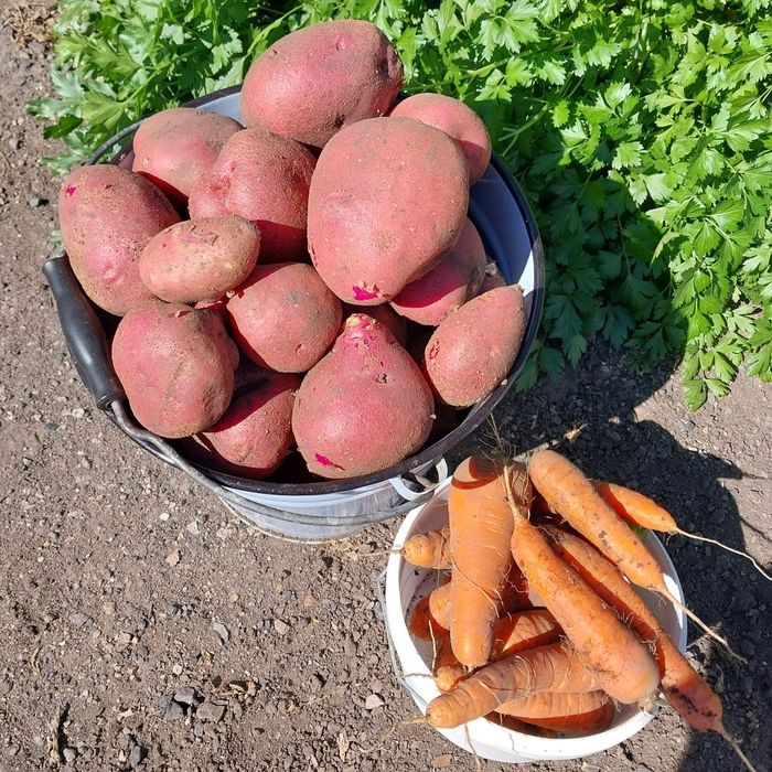 Продам картофель и морковь