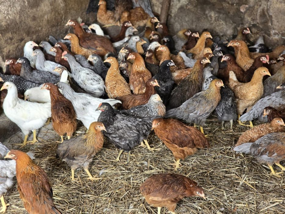 puicute de oua 16 saptamani incep in martie ouatul