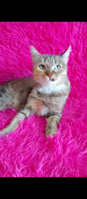 Ласковые ,игривые пареньки и девули