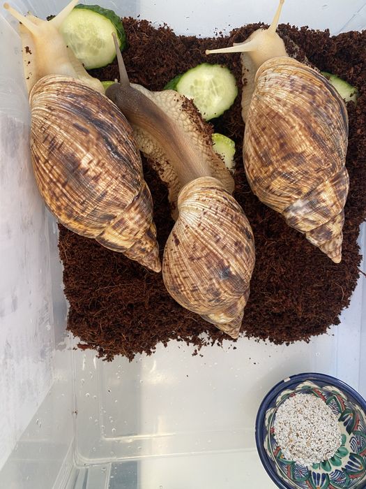 Продам милых ,красивых улиток ахатин