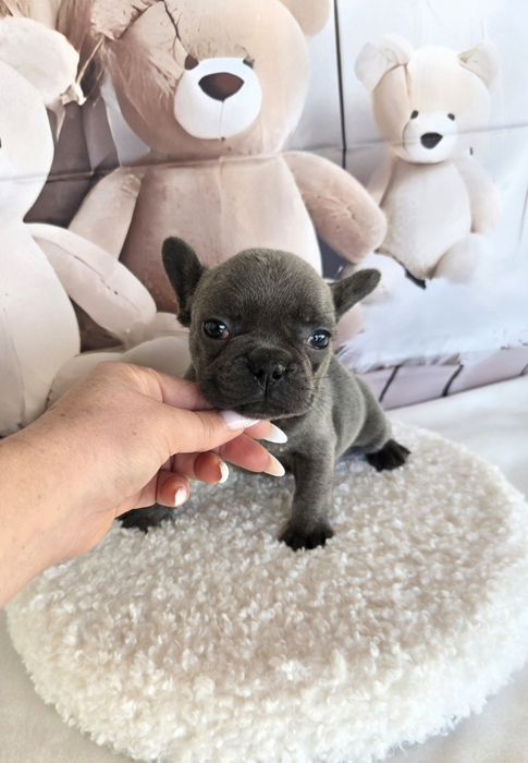 Френски бурдог елитна кръвна линия