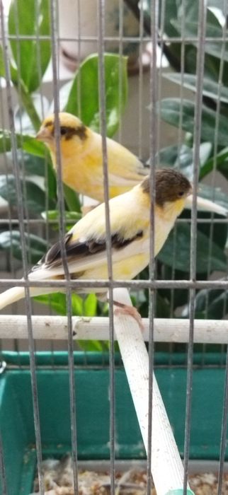 Канарейки Самки 1 год 2 месяца