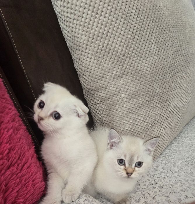 Британски котенца